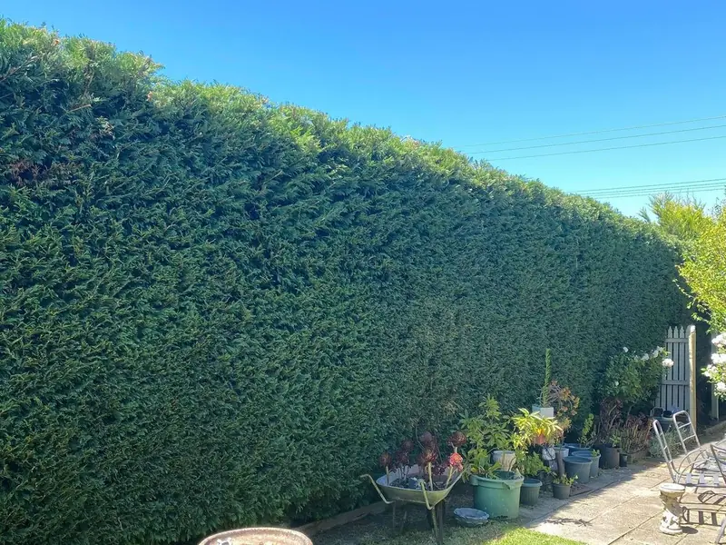 Tall hedge trimmed flat and square