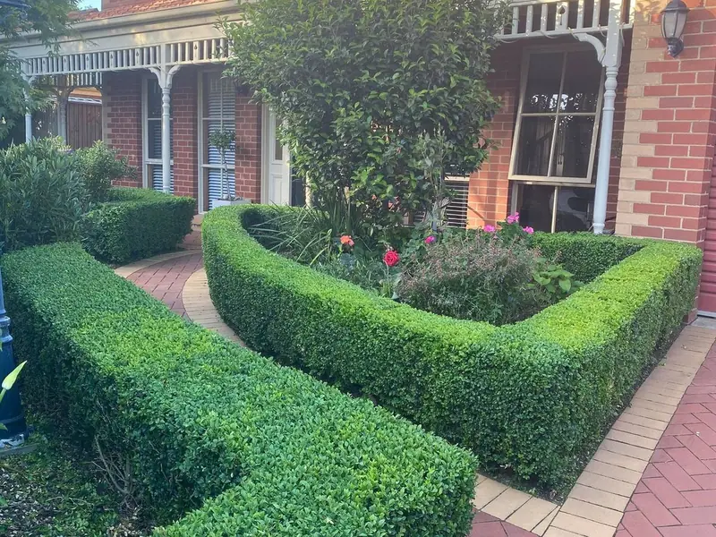 Long manicured hedge row along a lawn